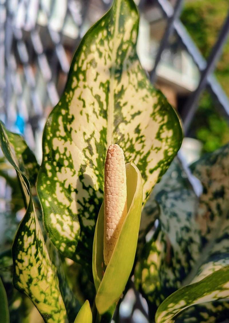 Vạn lộc