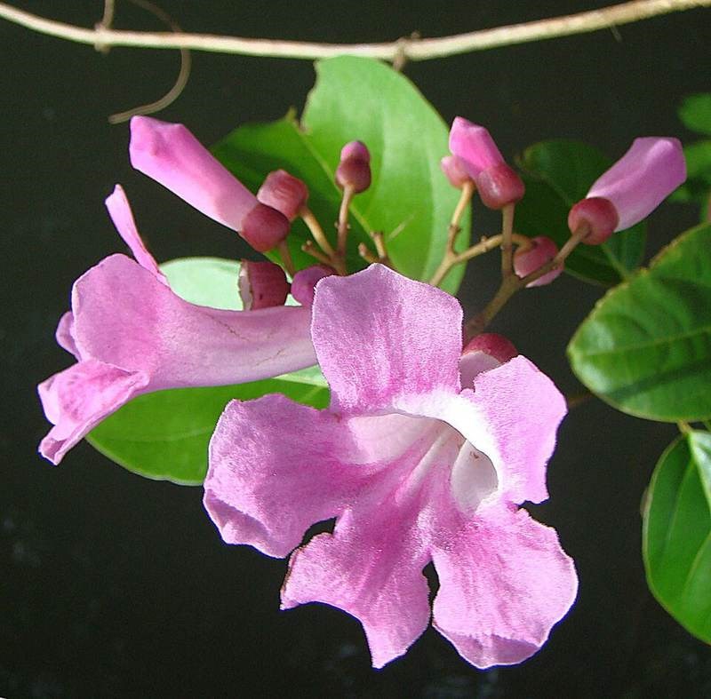 Lý tỏi