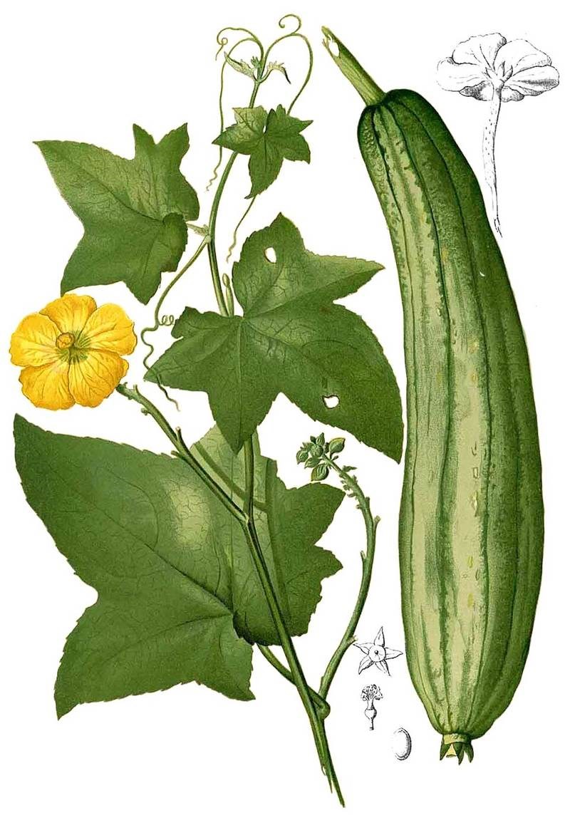 Mướp