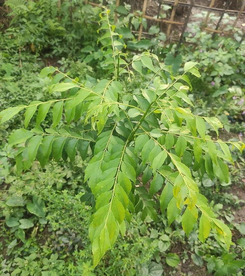 Cà ri Ấn Độ