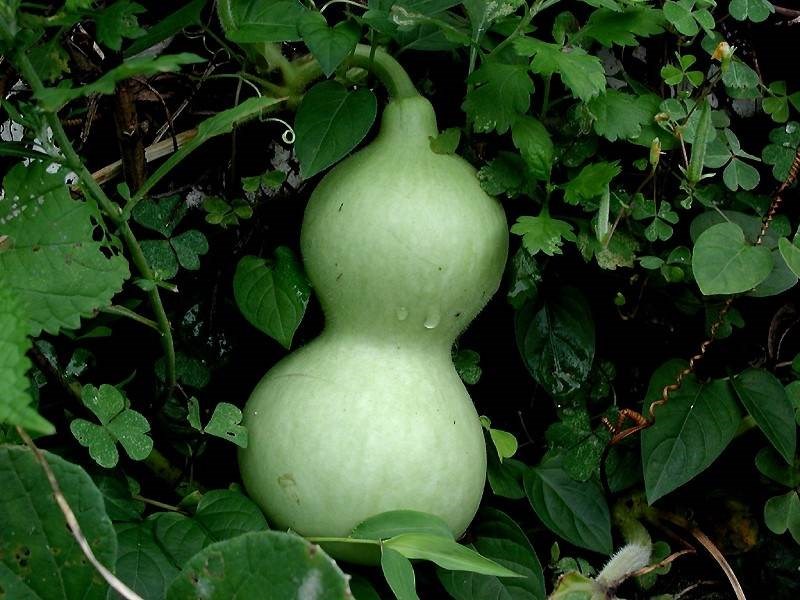 Bầu hồ lô