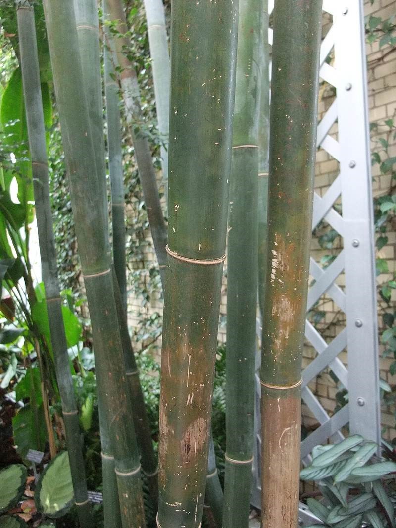 trúc cần câu