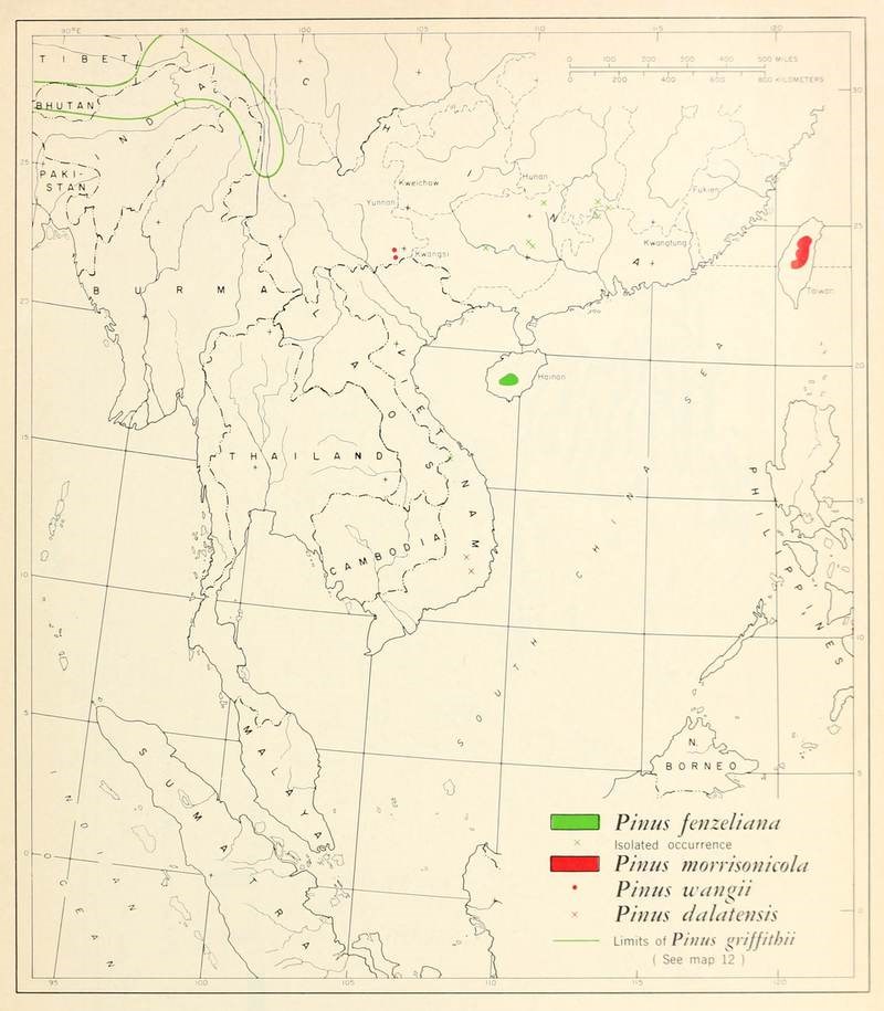 Thông Đà Lạt
