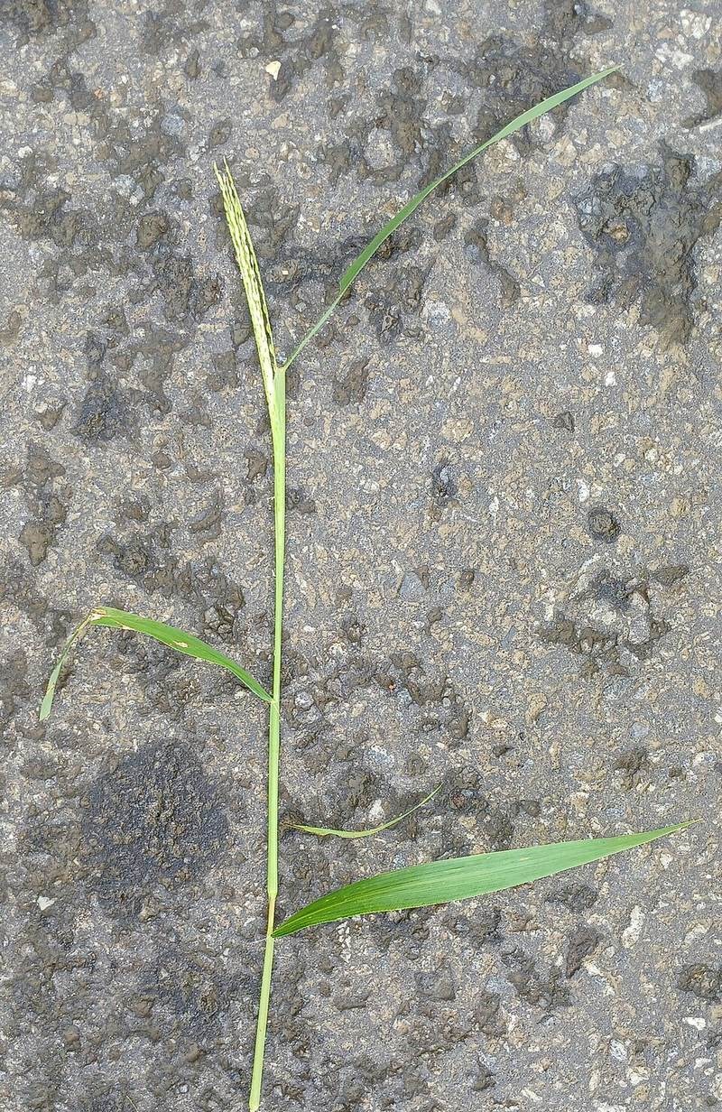 Cỏ Paspalum - cỏ trâu
