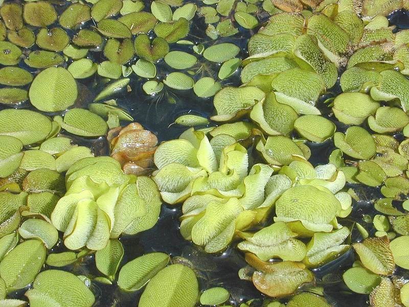 bèo vẩy ốc