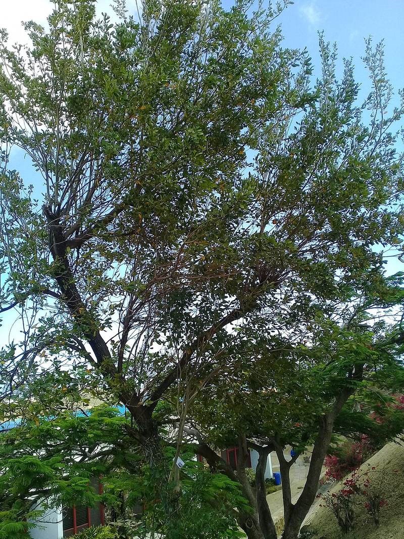 Kèn hồng lá to