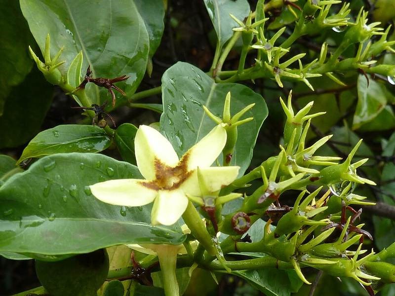 Bướm bạc, bươm bướm