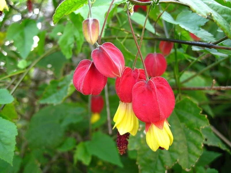 Bụp lồng đèn Hội An