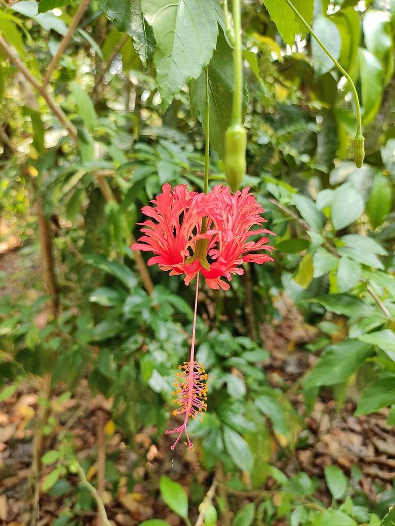 bụp rìa
