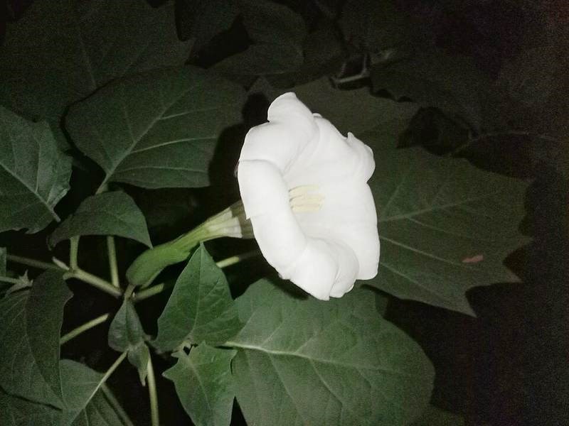 Cà độc dược