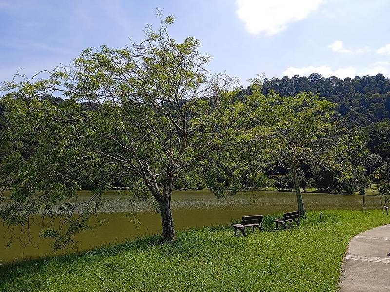 Cẩm lai Bà Rịa