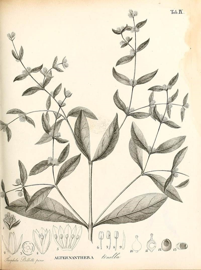 cẩm thạch