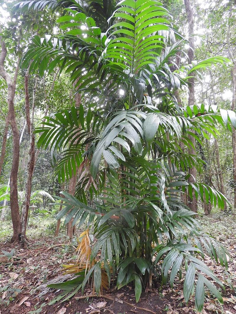 Cau tam hùng