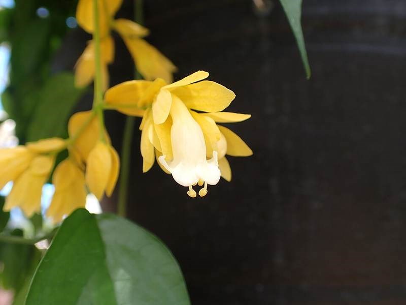 Lan hoàng dương