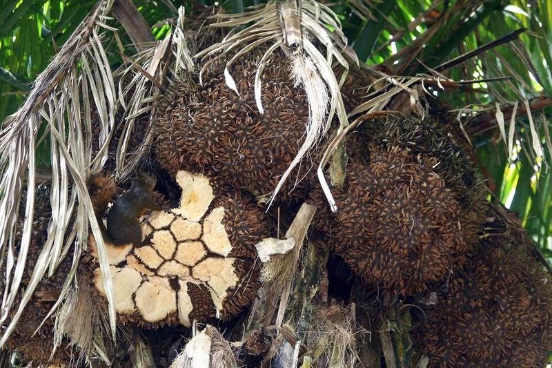 Cọ bầu, kè Nam Mỹ
