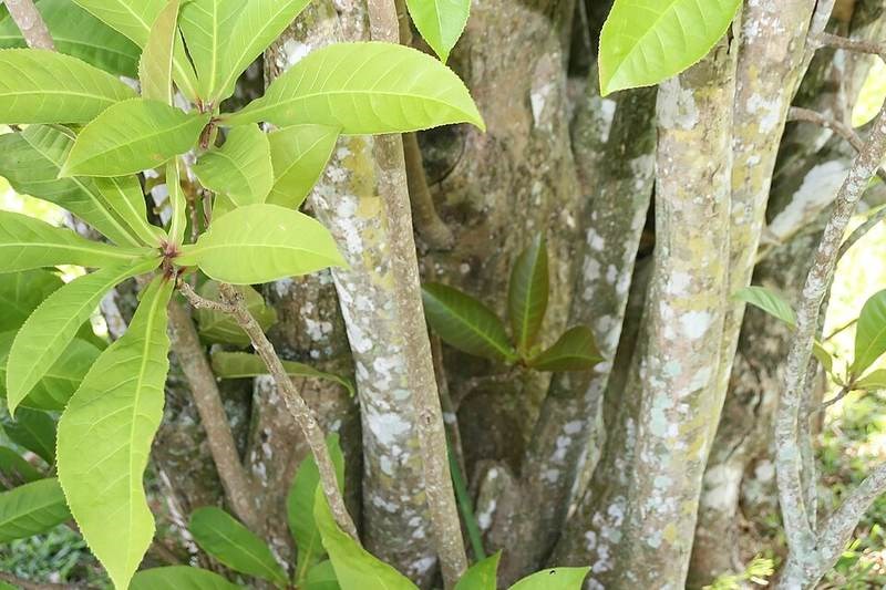 cây lộc vừng