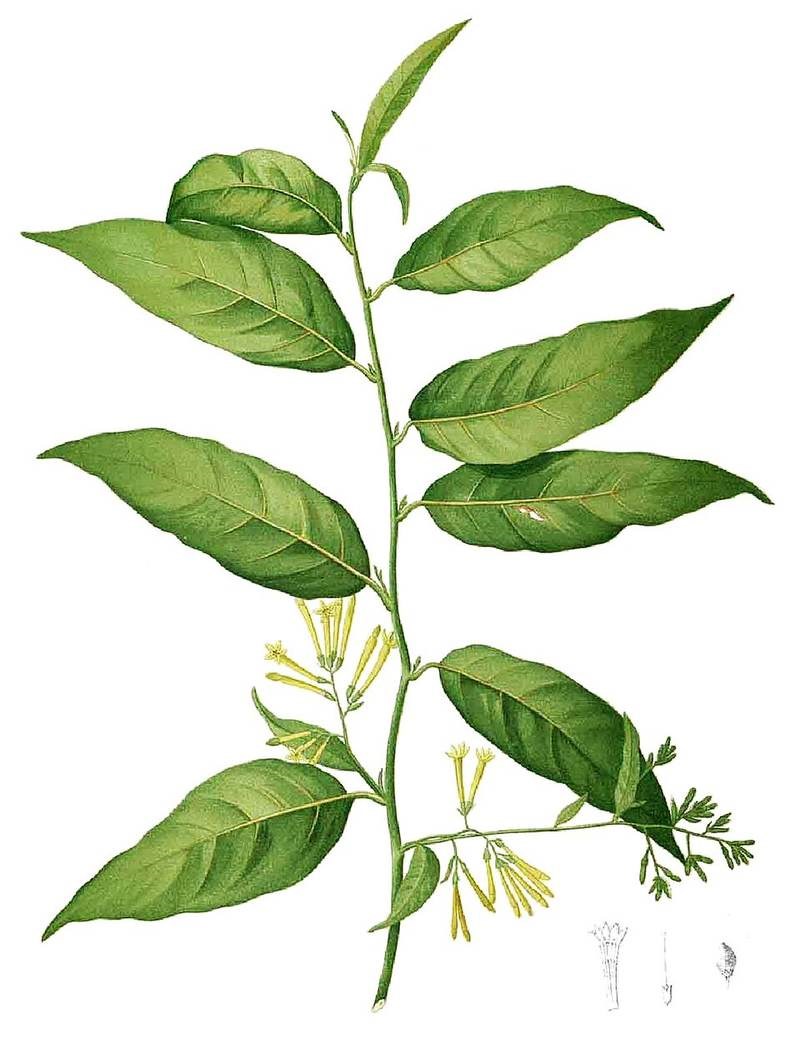 Dạ lý hương