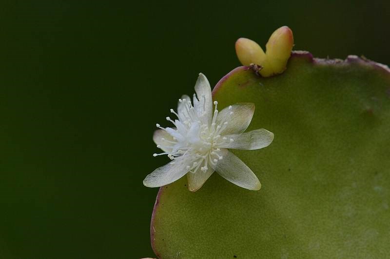 Dây ánh hồng