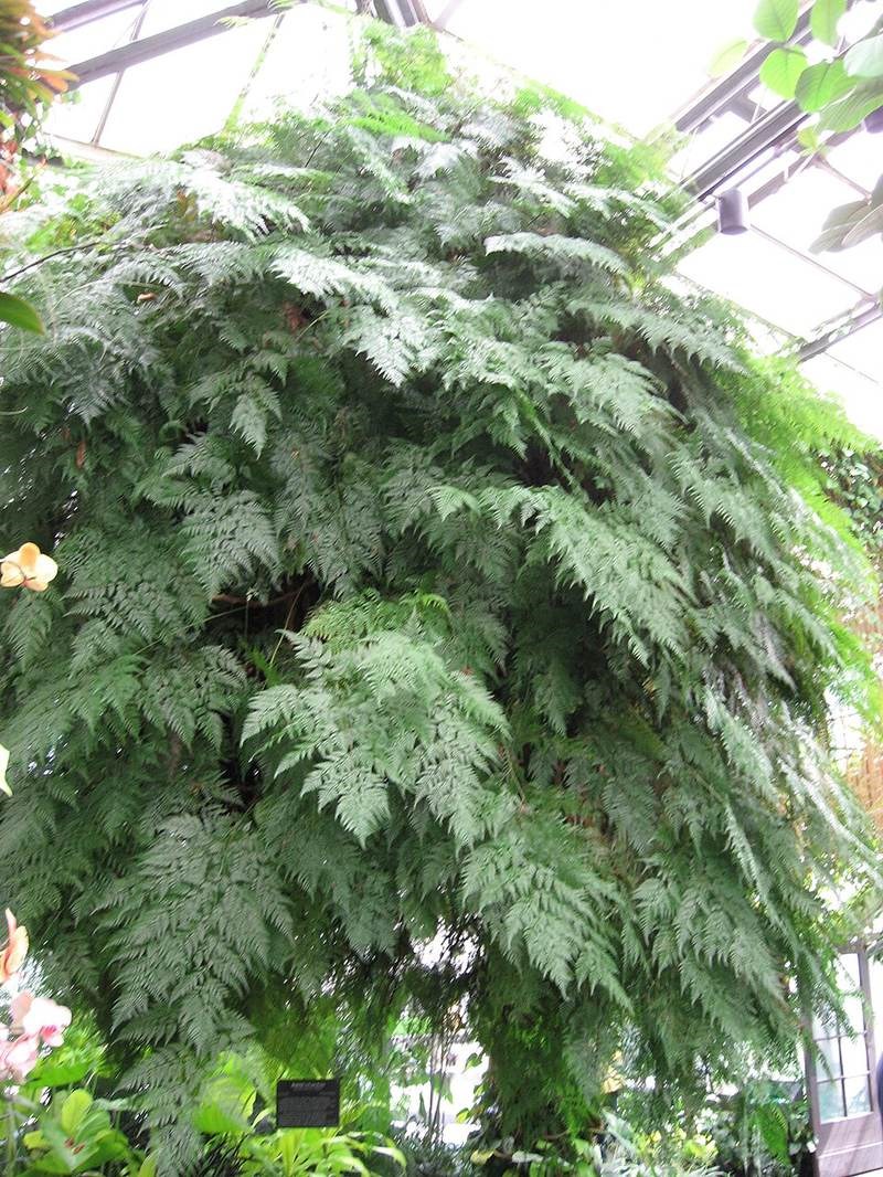 Dương xỉ chân thỏ