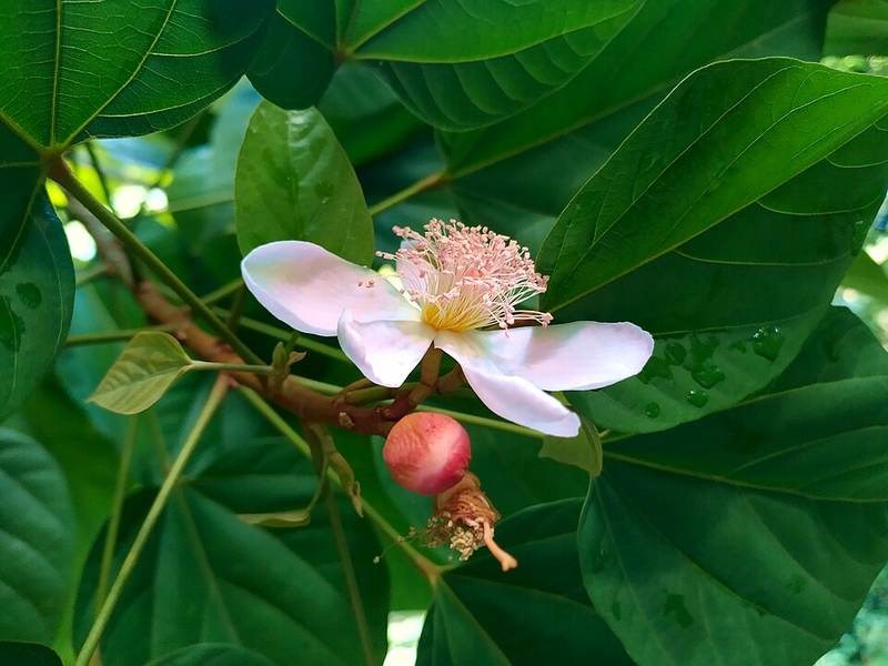 Điều nhuộm
