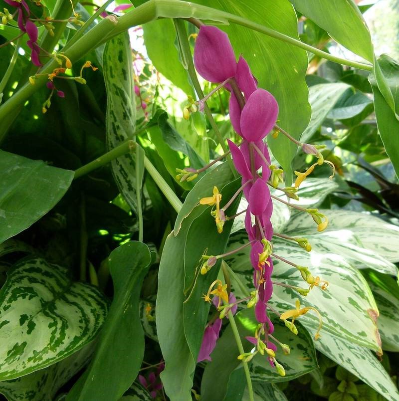 Gừng múa, gừng vũ nữ