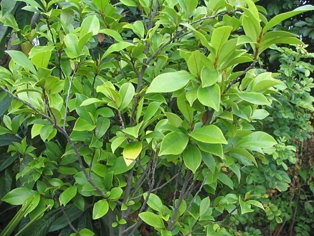 Hàm tiếu