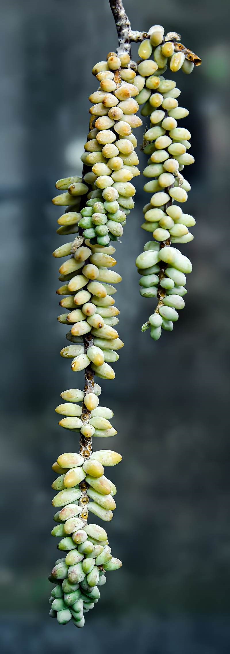 Chuỗi ngọc treo, sen đá chuỗi ngọc