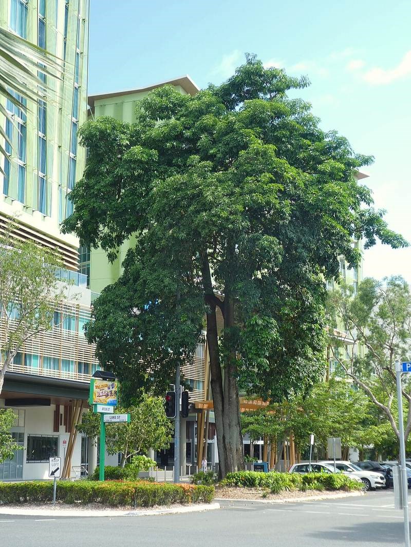 cây hoa sữa