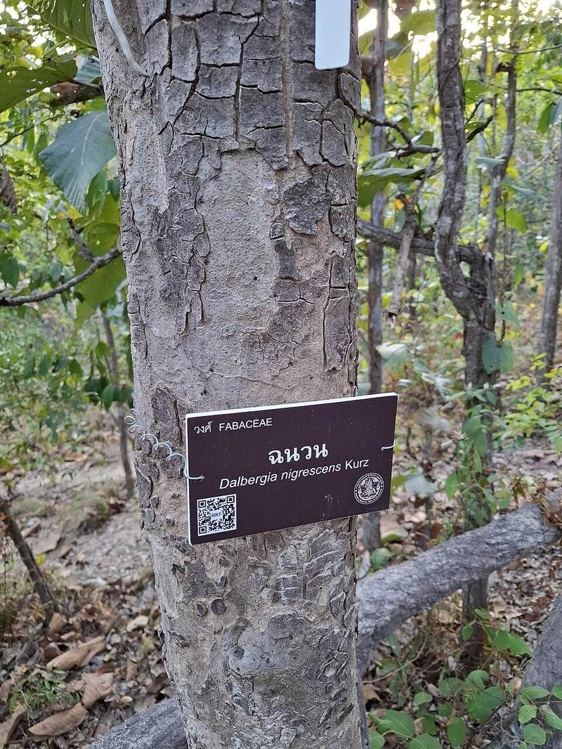 Trắc đen
