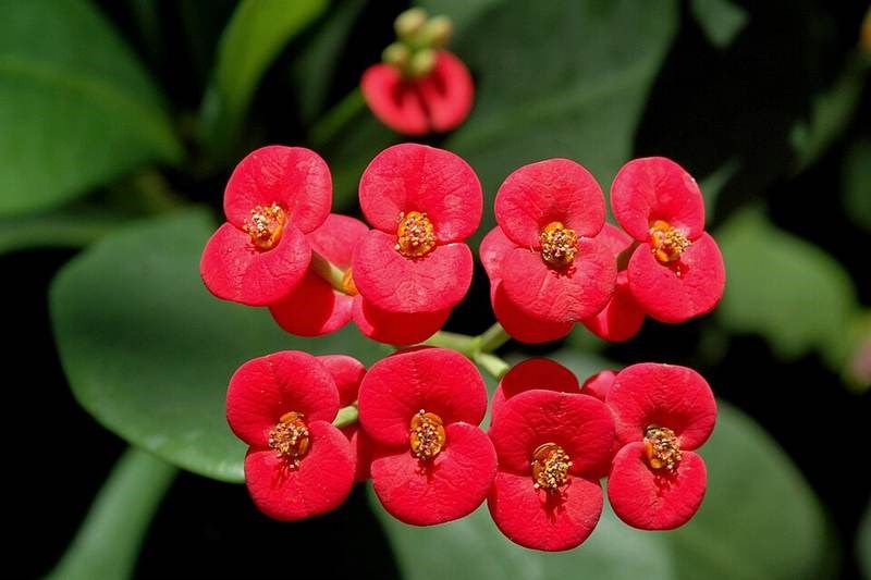 cây xương rồng bát tiên | xương rắn