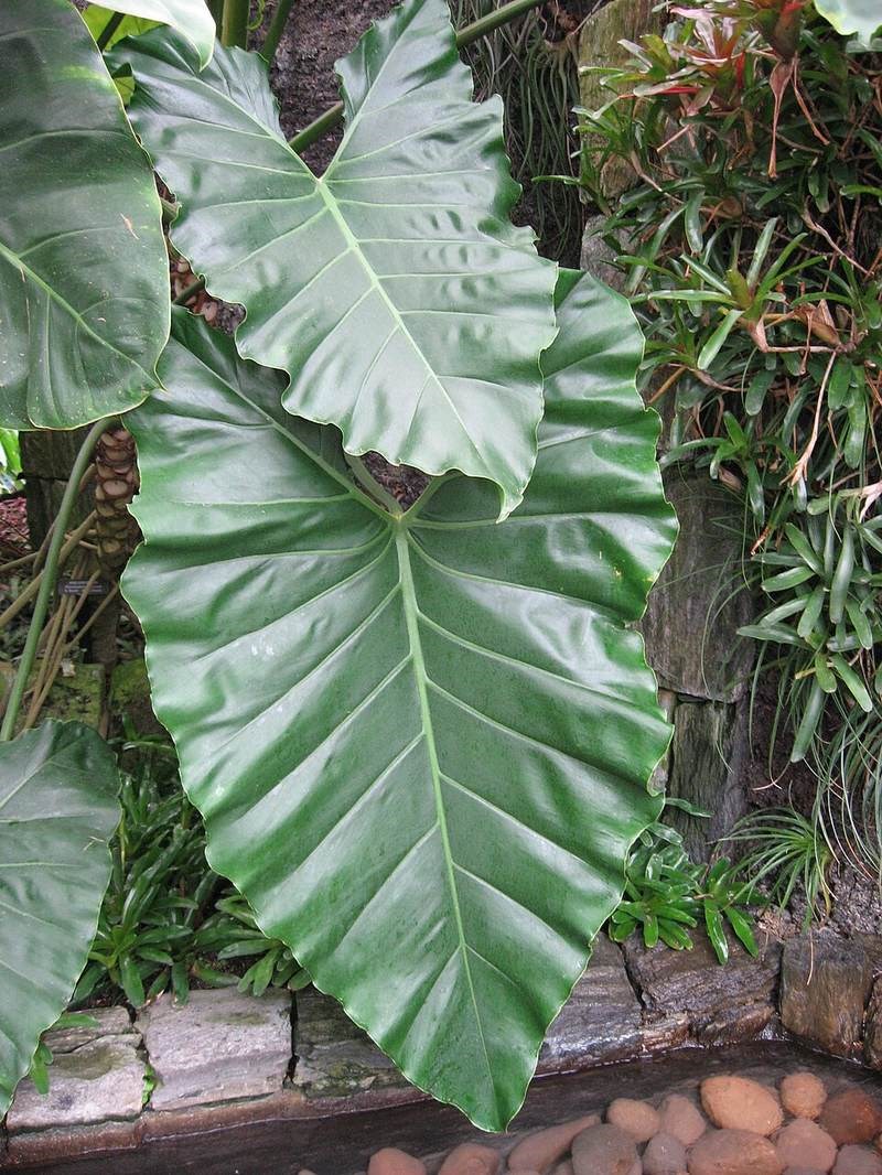 Trầu bà đế vương