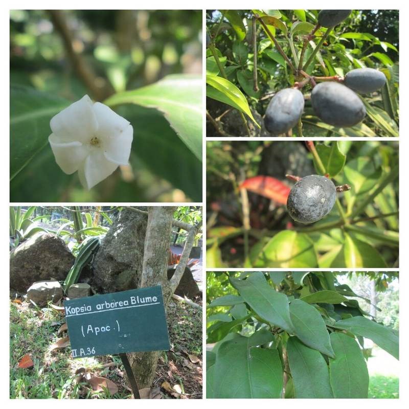 Trang tây nguyên