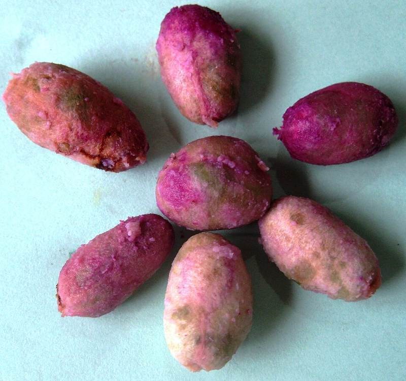 Trâm mốc, vối rừng
