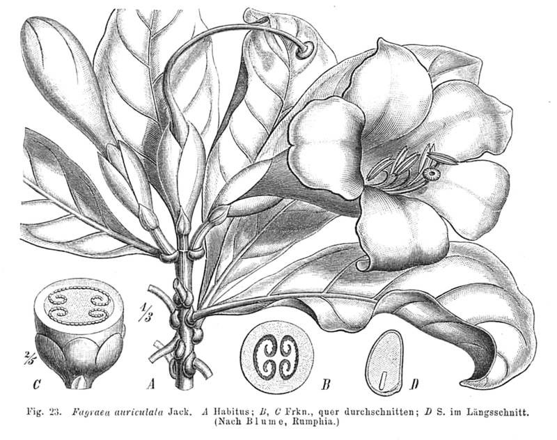 Trai tai, tắng than