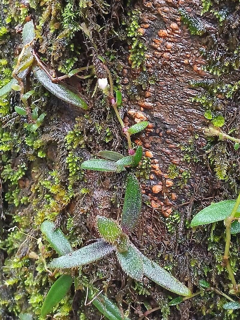 Trai lá hoa, rau rươi lá bắc