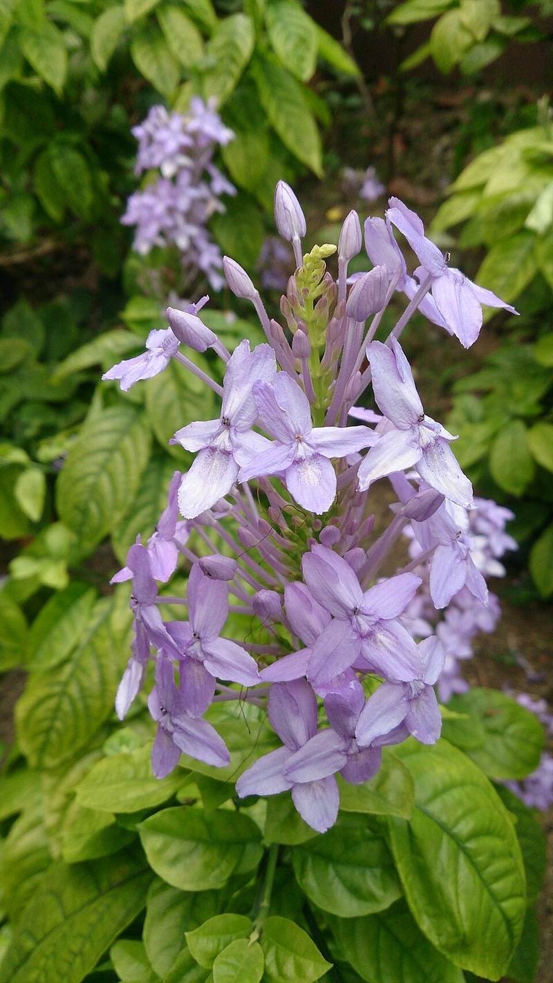 Trà hoa nữ, xuân hoa