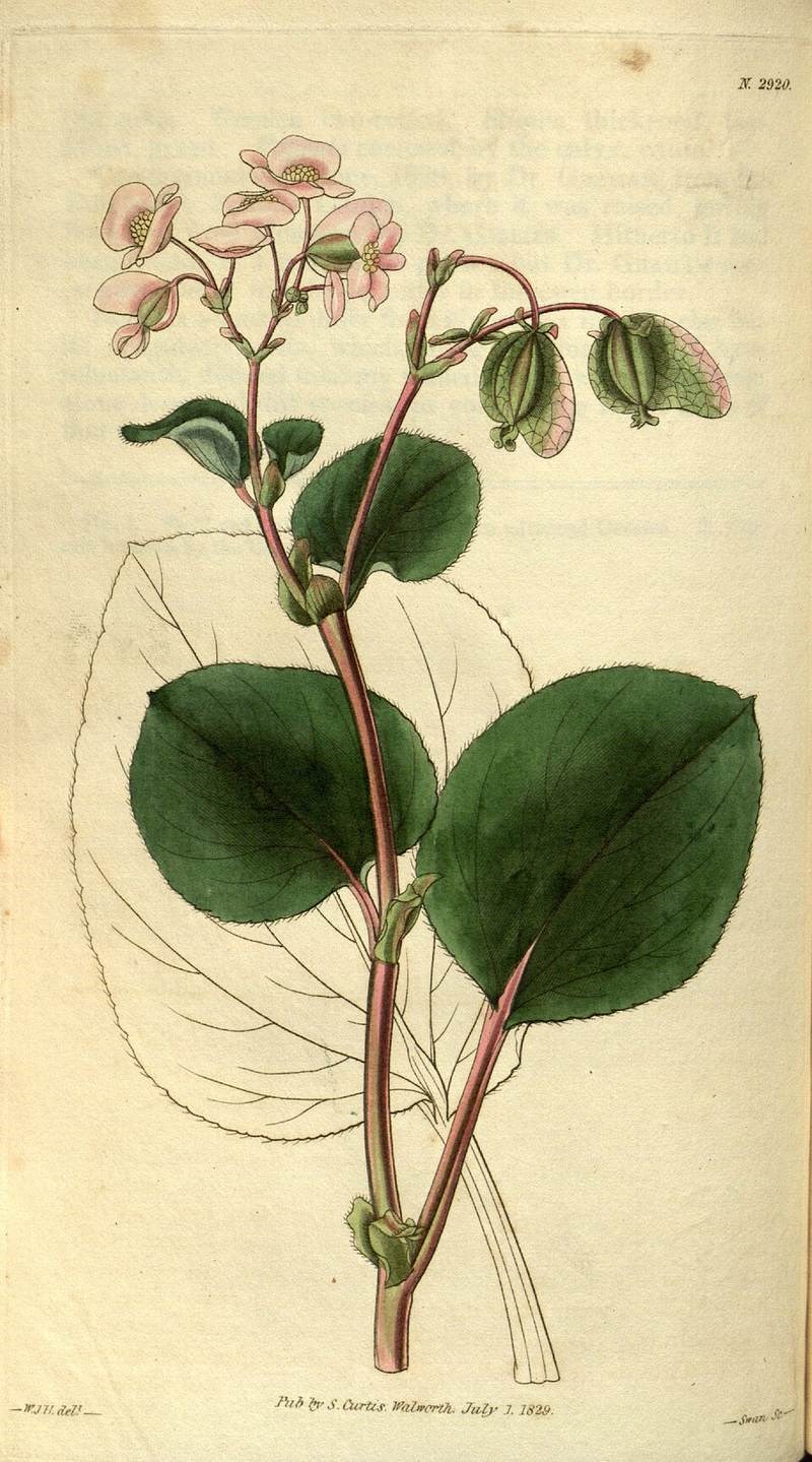 Thu hải đường trường xuân