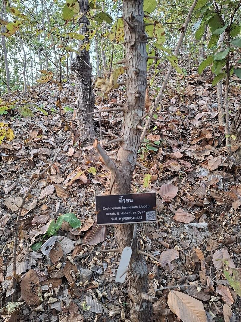 Thành ngạnh