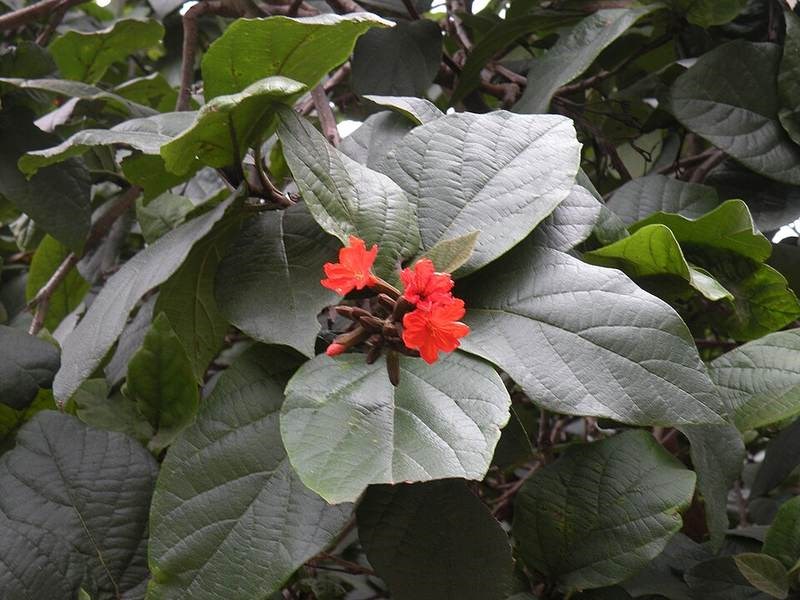 Tâm mộc cam