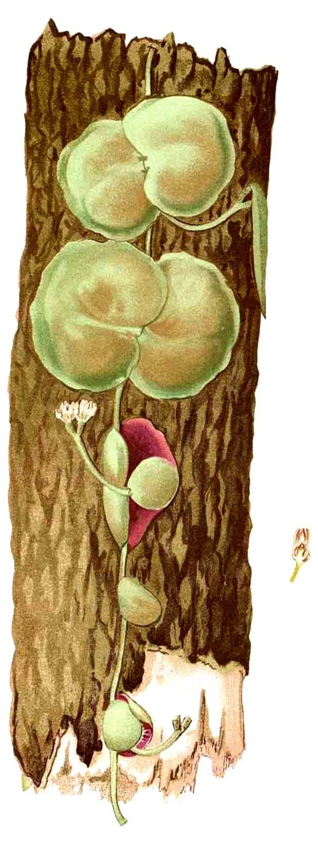 Tai chuột tiền, dây hạt bi