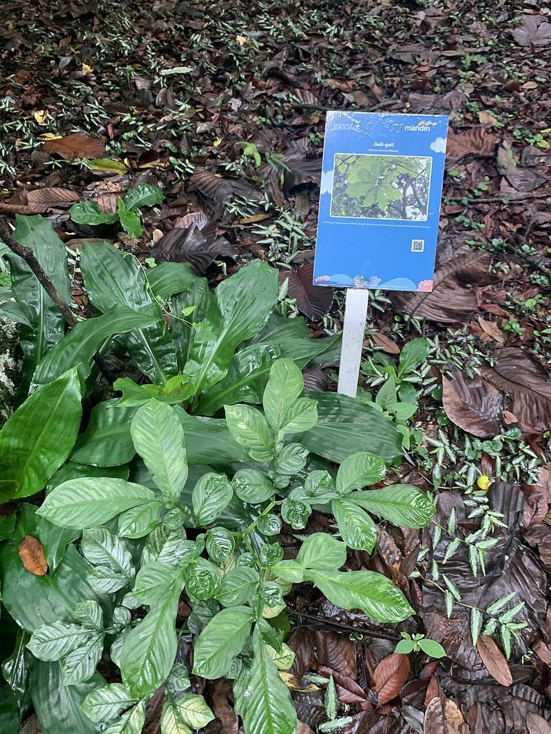 Sổ xoan