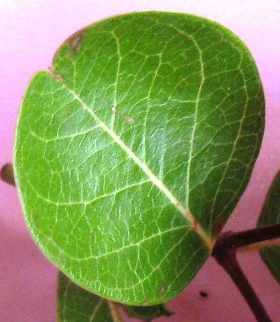 Si rô, xi rô, xa tiền