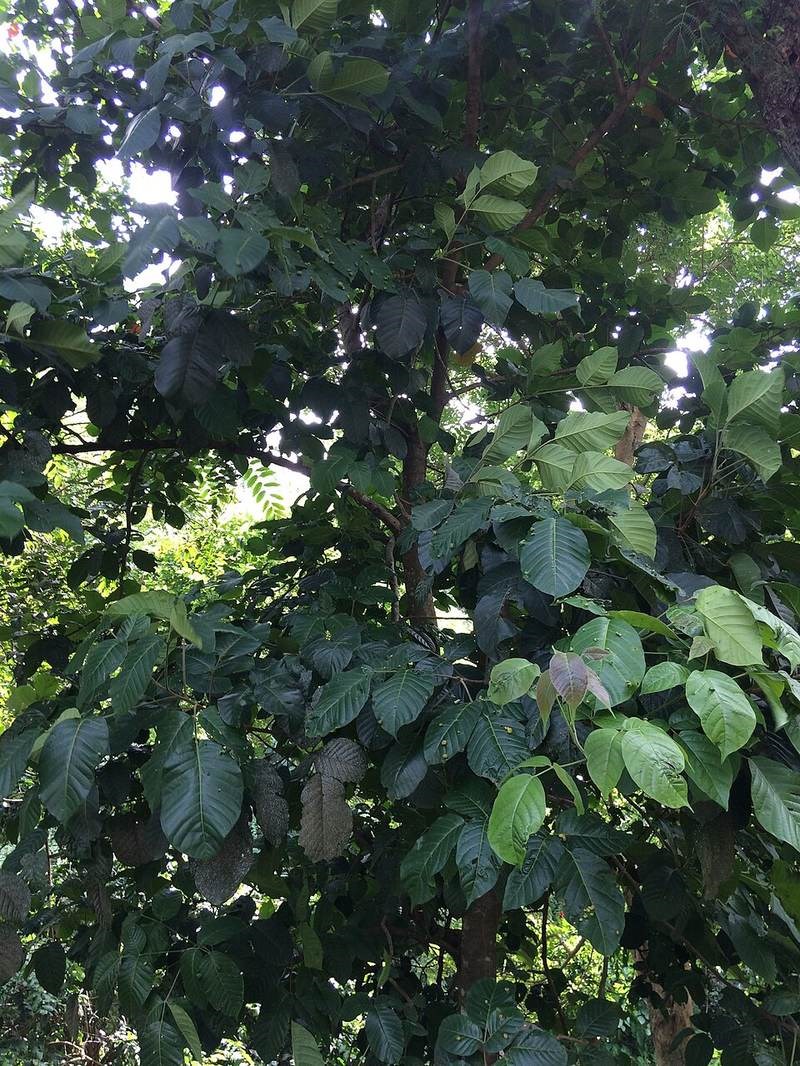 Sấu đỏ, sấu tía