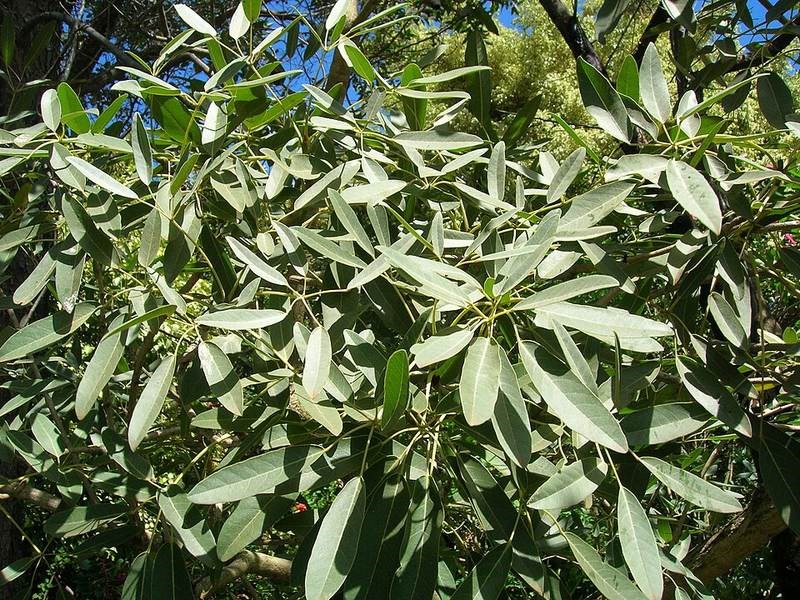 Chuông vàng, phong linh