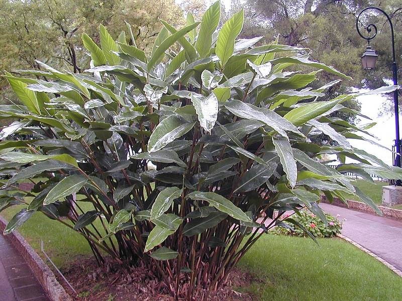 Riềng đẹp