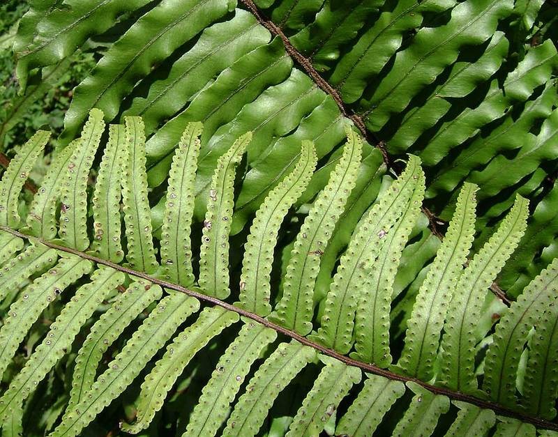 Ráng thận lân có lông