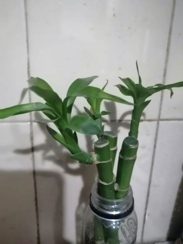 Phất dụ sọc