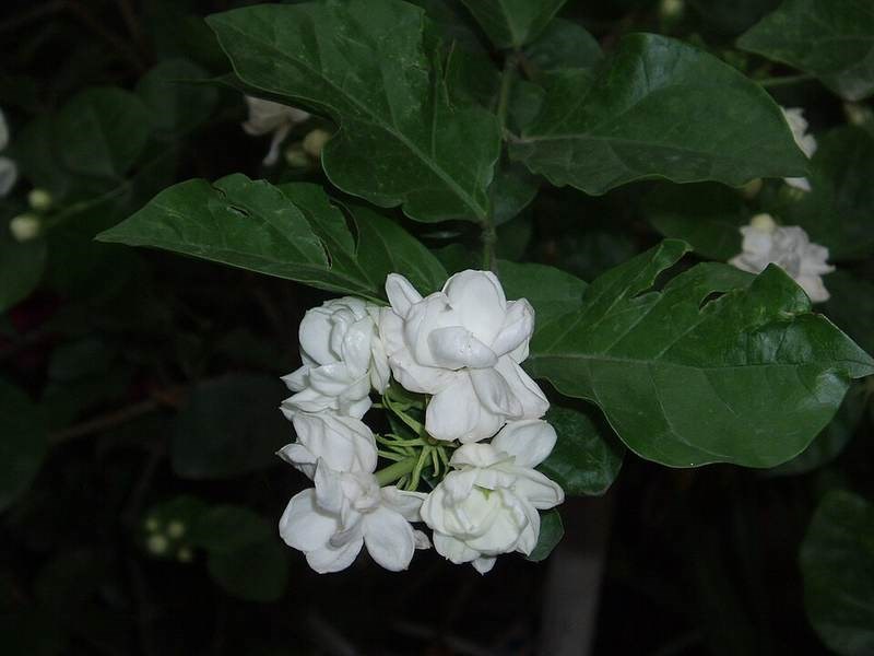 Nhài thơm, lài ướp trà
