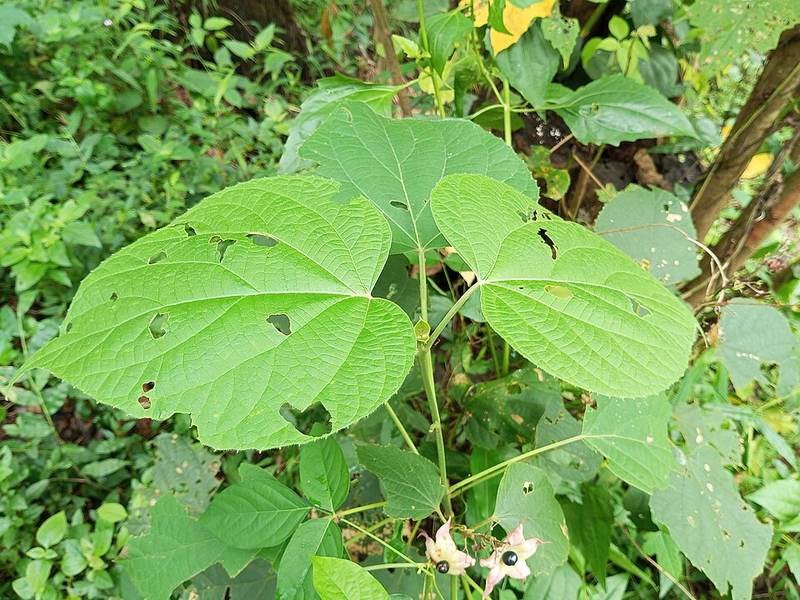 Ngọc nữ lá chân vịt