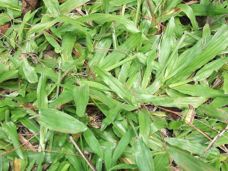 cỏ lá gừng